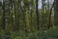 Lush green summer forest in the Flemish countryside Royalty Free Stock Photo