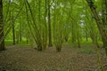 green summer forest in the flemish countryside Royalty Free Stock Photo