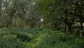 Lush green summer forest in the Flemish countryside Royalty Free Stock Photo