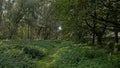 Lush green summer forest in the Flemish countryside