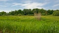 Lush green summer marshland landscape