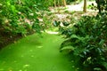 Lush green swamp natural landscape Royalty Free Stock Photo