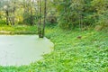Lush green swamp, ecology, green swamp in the forest,natural landscape Royalty Free Stock Photo