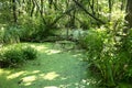 Lush green swamp and tropical forest scene.