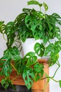 Lush green Swiss cheese plant (monstera adansonii) house plant