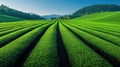 Lush green tea fields stretch across a hillside, rows lined up perfectly under a clear sky Royalty Free Stock Photo
