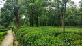 Lush green Tea garden of kangra India Royalty Free Stock Photo