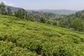 Tea gardens in a Conoor plantation in south India Royalty Free Stock Photo