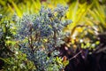 Lush green texas sage bush in bright sunlight Royalty Free Stock Photo