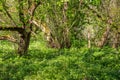 Lush green thickets sun drenched