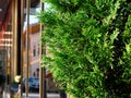 lush green thuja bush closeup with bronze color glass and aluminum curtain wall exterior in perspective