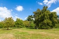 Lush Green Tranquil Woodland Garden