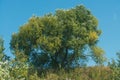 Lush green tree against a clear blue sky