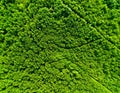 Lush Green Tree Canopy Aerial View of Dense Forest in Daylight Royalty Free Stock Photo