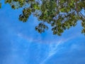 Lush green tree canopy frames vibrant deep blue sky with wispy white clouds above Royalty Free Stock Photo