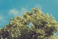 Lush green tree with leaves on blue sky background in retro colors Royalty Free Stock Photo