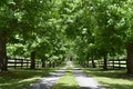 A Lush Green Tree Lined Driveway Reveals a Mansion at the End Royalty Free Stock Photo