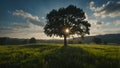 Lush green tree surrounded by meadow under the clear blue sky. Royalty Free Stock Photo