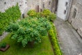 Lush green tree on yard in chateau de chillon, The beautiful medieval castle