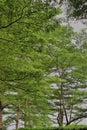 lush and green trees in the garden Royalty Free Stock Photo