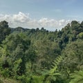 Lush green trees in Indonesia& x27;s forests