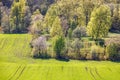 Lush green trees by a sown field in the countryside at spring