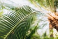 Lush green tropical background texture of palm leaves foliage in a jungle. Palm tree leaves close up against clear blue Royalty Free Stock Photo