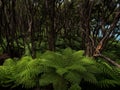 Lush green tropical fern plants in native untouched tree forest nature scenery in Abel Tasman National Park New Zealand Royalty Free Stock Photo