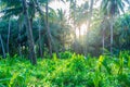 Lush green tropical forest, sunburst in palm tree woodland on desert island, Sumatra, Indonesia. Inspirational nature, romantic