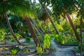 Lush green tropical garden, sunburst in palm tree woodland on desert island, Sumatra, Indonesia. Inspirational nature, romantic