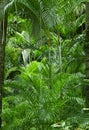 Lush green tropical jungle Royalty Free Stock Photo