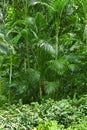 Lush green tropical jungle Royalty Free Stock Photo