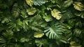 Lush Green Tropical Leaf Arrangement Royalty Free Stock Photo