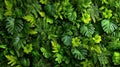 Lush Green Tropical Leaf Wall Texture Royalty Free Stock Photo
