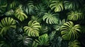 Lush Green Tropical Monstera Leaf Pattern Royalty Free Stock Photo