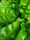 lush green tropical plant in outdoor garden close up view