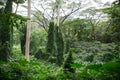 Lush green tropical rainforest vegetation, Hawaii
