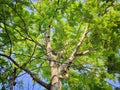 Lush green tropical tree with blue sky background Royalty Free Stock Photo