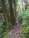 Lush green tropical vegetaion ivy, moss and ferns on footpath at hiking trail in forest near furnas on Sao Miguel island Royalty Free Stock Photo