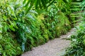 Lush green tropical vegetation along a gravel path Royalty Free Stock Photo