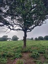 Kaas Plateau,Satara,Maharashtra,India,Asia Royalty Free Stock Photo