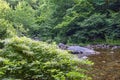 Lush Green Vegetation on the Pigeon River