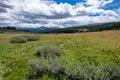Lush green vegetation of Shrine Pass mountain pass in Colorado, USA under blue cloudy sky Royalty Free Stock Photo