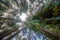 Inside the California Redwood Forest