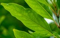 Lush Green Vein Leaf Tree