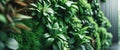 Lush green vertical garden with artificial turf covered wall Royalty Free Stock Photo