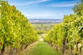 Of lush green vines in a sun-drenched vineyard, Alsace, France