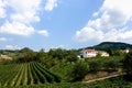 Lush green vineyard with grape vines and a white farmhouse at Italian wine producer in Colli Euganei Royalty Free Stock Photo