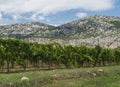 Lush green vineyard with ripe blue grapes with Supramonte limestone mountains. Gennargentu National Park, Province of