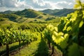 Lush Green Vineyard Rows in Rolling Hills Landscape, AI Generated